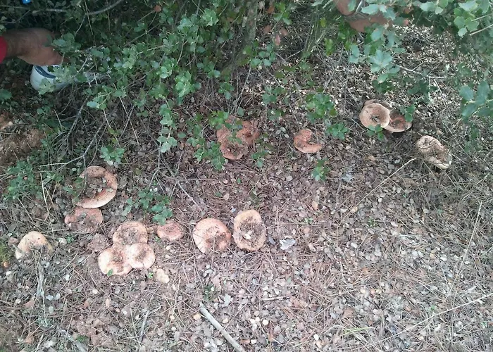 Del Teso, Norte Provincia Cáceres, Tierras De Granadilla Tr-cc-00153 Apartamento Cerezo